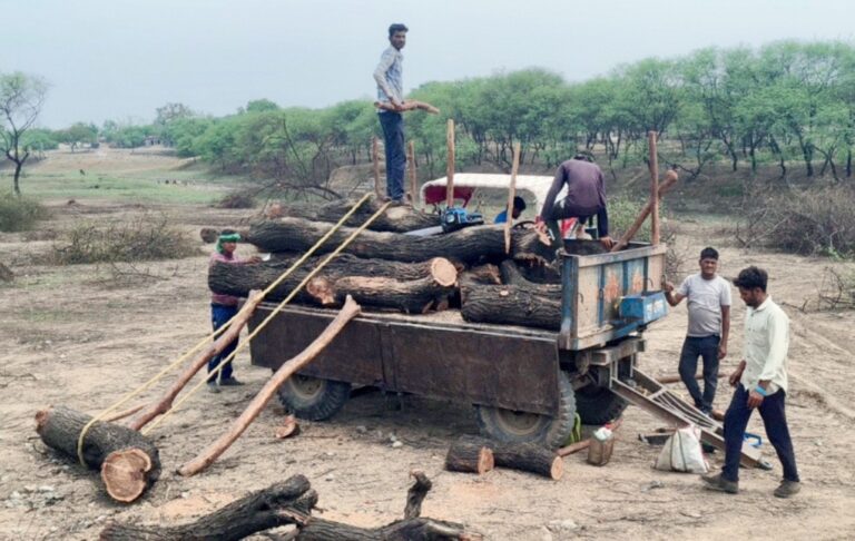 शासकीय भूमि पर 127 बबूल पेड़ों की कटाई, ट्रैक्टर जब्त; वार्ड पार्षद सहित जांच के घेरे में चार नाम